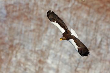 Steller's sea eagle, Haliaeetus pelagicus, flying bird of prey, with blue sky in background, Hokkaido, Japan. Eagle with nature mountain habitat. Winter scene with snow and eagle. Flying rare eagle.