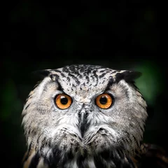 Aluminium Prints Owl Owl Portrait. owl eyes