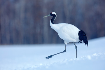 Obraz premium Big bird in snow. Red-crowned crane, Grus japonensis, white bird with snow, winter scene, Hokkaido, Japan. Wildlife from Asia.Big bird in snow. Red-crowned crane, Grus japonensis, 