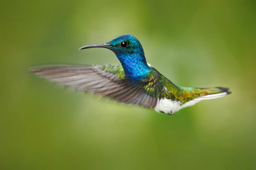 Action scene from nature, hummingbird in fly. Hummingbird in the forest. Flying blue and white hummingbird White-necked Jacobin. Hummingbird from Peru, clear background. Flying hummingbird.