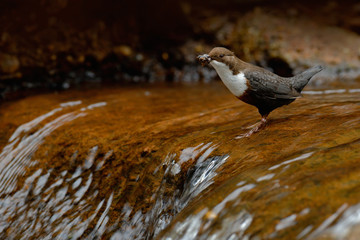 Brown bird with white throat in river, waterfall in the background. Animal in nature habitat. White-throated Dipper, Cinclus cinclus, water diver with food in the bill, Germany. Bird with waterfall.
