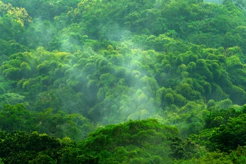 Photo sur Aluminium Colline Tropic forest during rainy day. Green jungle landscape with rain and fog. Forest hill with big beautiful tree in Santa Marta, Colombia. Green wood, rainy day. Mountain birdwatching in South America.
