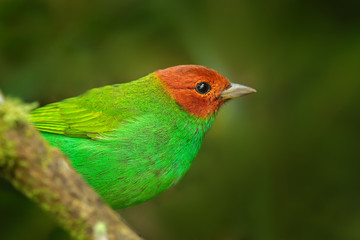 Fototapeta premium Bay-headed Tanager, Tangara gyrola toddi, exotic tropic blue tanager with red head, Santa Marta, Colombia. Blue and green songbird in the nature habitat. Beautiful blue exotic tropic bird.