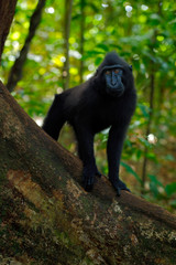 Black monkey with open mouth with big tooth, sitting in the nature habitat, dark tropical forest. Celebes crested Macaque, Macaca nigra, wildlife from Asia, Tangkoko, Sulawesi, Indonesia. Dark forest.