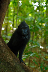 Celebes crested Macaque, Macaca nigra, black monkey with open mouth with big tooth, sitting in the nature habitat, dark tropical forest, wildlife from Asia, Tangkoko, Sulawesi, Indonesia, Dark forest.