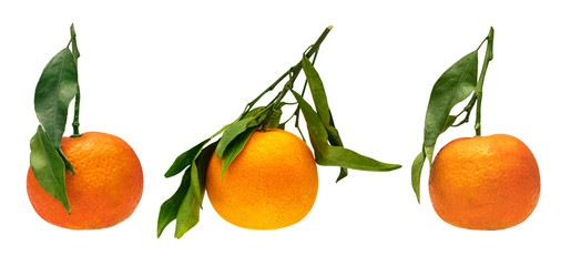 Set of vibrant tangerines with green leaves, isolated