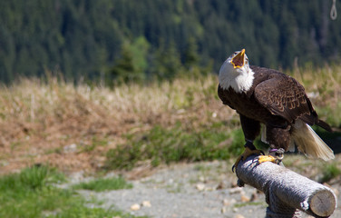 Front view of a Bald Eagle screaming