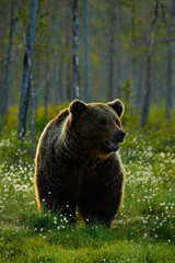 Beautiful brown bear walking around lake in the morning sun. Dangerous animal in nature forest and meadow habitat. Wildlife scene from Finland near Russia bolder. Morning light with big brown bear.