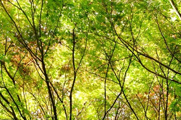 Obraz premium 紅葉の壁紙イメージ