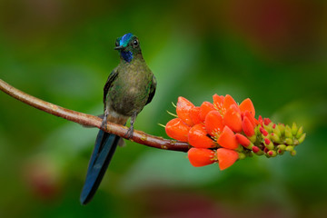 Long-tailed Sylph, Aglaiocercus kingi, rare hummingbird from Colombia, gree-blue bird sitting on a beautiful orange flower, action feeding scene in tropical forest, animal in the nature habitat