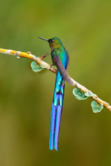 Bird with long tail. Beautiful blue glossy hummingbird with long tail. Long-tailed Sylph, hummingbird with long blue tail in the nature habitat, Colombia. Wildlife scene from tropic nature.