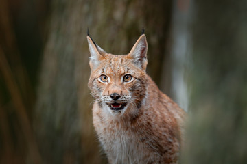 Eurasian Lynx, portrait of wild cat hidden in forest at rock mountain beautiful animal in the nature habitat, Sweden. Detail portrait of wild cat. Wildlife scene from the Europe. Detail of cat face.