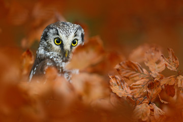 Autumn bird. Boreal owl in the orange leave autumn forest in central Europe. Detail portrait of bird in the nature habitat, Czech Republic. Owl hidden in the orange leaves. Bird with big yellow eyes.
