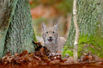 Eurasian Lynx, portrait of wild cat hidden in orange leaves. Wild animal hidden in nature habitat, Germany. Lynx between two tree trunks. Wildlife scene from forest, Germany. Head portrait of lynx.