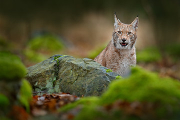 Lynx hidden in the green stone in forest. Lynx, Eurasian wild cat walking. Beautiful animal in the nature habitat, Sweden. Lynx climbing on the rock. Wildlife hunting scene, animal from central Europe