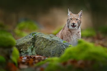Fotobehang Lynx Lynx hidden in the green stone in forest. Lynx, Eurasian wild cat walking. Beautiful animal in the nature habitat, Sweden. Lynx climbing on the rock. Wildlife hunting scene, animal from central Europe  © ondrejprosicky