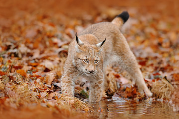 Naklejka premium Autumn forest with lynx. Lynx walking in the orange leaves. . Wild animal hidden in nature habitat, Germany. Lynx between two tree trunks. Wildlife scene from forest, Germany. Head portrait of lynx.