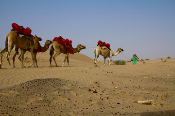 A young shepherd walks with his group of camels in Dubai, UAE