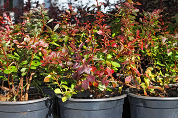 Breeding of ornamental barberry in nursery of plants.