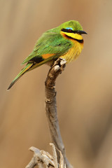 Little Bee-eater, Merops pusillus, detail of exotic green and yellow african bird with red eye in the nature habitat, Mali, Africa