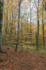 Forest in autumn