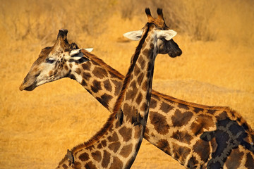 Two giraffe neck. Giraffe drinking water from the lake, evening orange sunset, big animal in the nature habitat, Botswana, Africa. Wildlife scene from Chobe, Botswana.