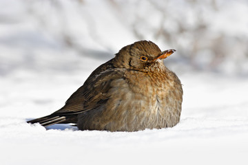 Common blackbird, Turdus merula, sitting in the snow. Bird in cold winter.