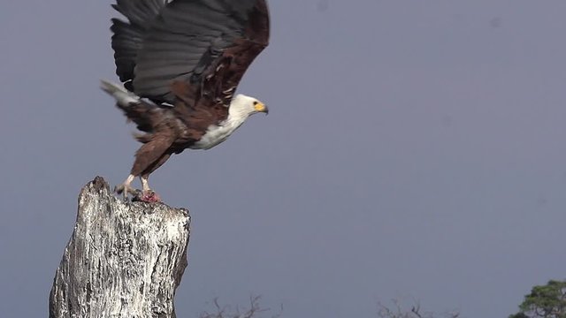 African Fish-Eagle, haliaeetus vocifer, Adult taking off from Branch, in Flight with Fish in its Claws, Chobe River, Okavango Delta in Botswana, Slow motion