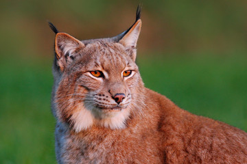 Obraz premium Detail portrait of lynx, with beautiful evening light. Wildlife scene with wild cat from Europe. Wild cat Lynx in the nature forest habitat. Close-up Eurasian Lynx in the forest, hidden in the grass.