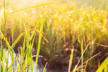 Fototapeta premium Web of a spider against sunrise in the field covered fogs