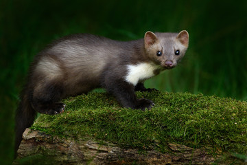 Stone marten, Martes foina, with clear green background. Beech marten, detail portrait of forest animal. Small predator sitting on the beautiful green moss stone in the forest. Wildlife scene, France.