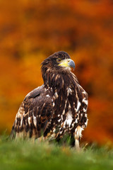 Steppe Eagle, Aquila nipalensis, sitting in the grass on meadow, orange autumn forest in background, Sweden. Wildlife scene from nature. Beautiful bird with nice orange colour.
