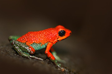 Red poisson frog Granular poison arrow frog, Dendrobates granuliferus, in the nature habitat, Costa Rica. Rare Amphibien in the tropic forest. Close-up portrait of poison red frog. Frog in the forest.