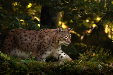 Lynx in the forest. Wild cat Lynx in the nature forest habitat. Eurasian Lynx in the forest, birch and pine forest. Lynx walk in the green moss stone. Cute lynx, wildlife scene from nature, Romania