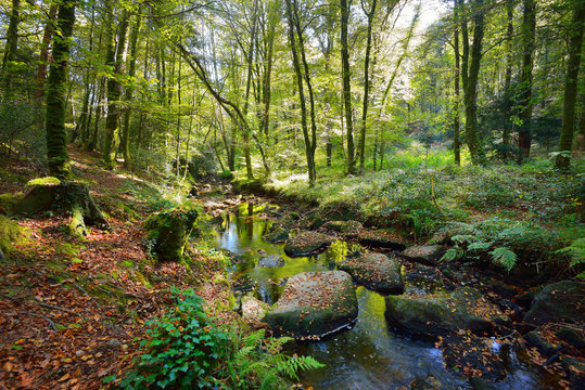 Fototapeta Small stream in a green deciduous forest