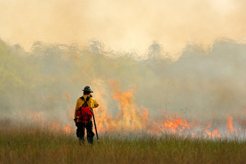Wildfire in Everglades, grass in flame and fume. fireman with flame in the wild nature. fire...