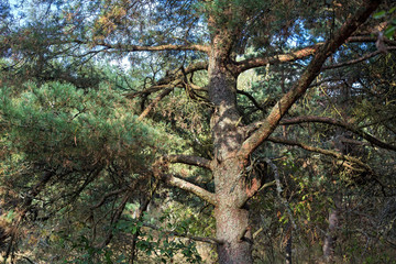 Fototapeta premium Old pine on the Curonian Spit.