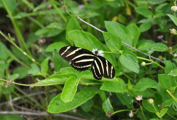 butterfly black and yellow