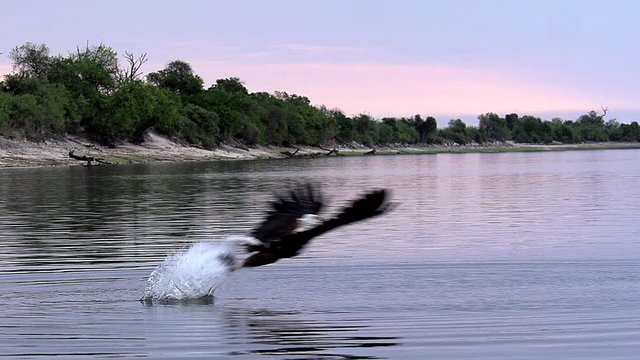African Fish-Eagle, haliaeetus vocifer, Adult in flight, Fishing at Chobe River, Okavango Delta in Botswana, Slow motion