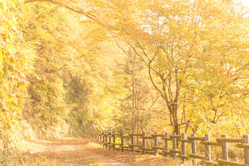 奥多摩湖の紅葉