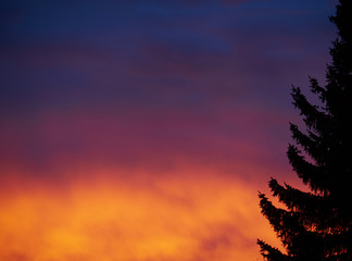 Tree in the morning light