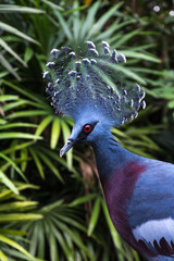 Pigeon Victoria crowned (Goura victoria exotic pigeon bird) with natural background in Kuala Lumpur Bird Park, Malasia.