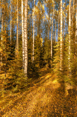 In the autumn forest