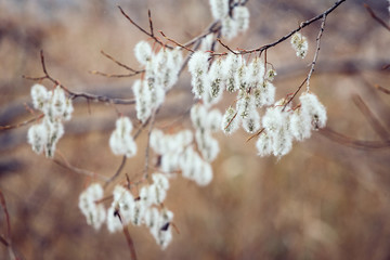 pussy willow branch outdoor, cross processing filter for vintage