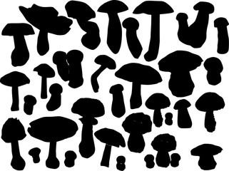 black mushrooms large group on white