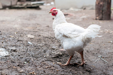 белая курица  подняла лапу