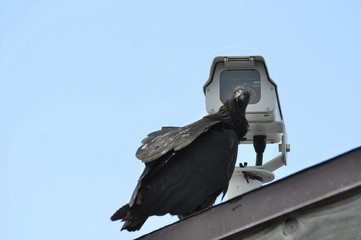 vulture and security camera