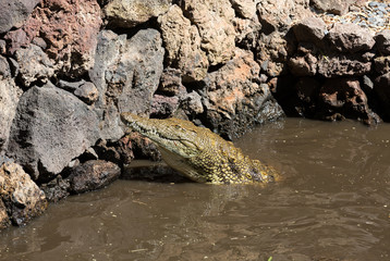 Fototapeta na wymiar a dangerous Crocodile in Oasis Park on Fuerteventura , Canary Island