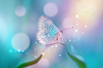 Beau papillon blanc sur des boutons de fleurs blanches sur un fond bleu flou doux printemps ou été dans la nature. Image artistique rêveuse romantique douce, beau bokeh rond.