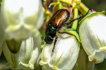 Phyllopertha horticola